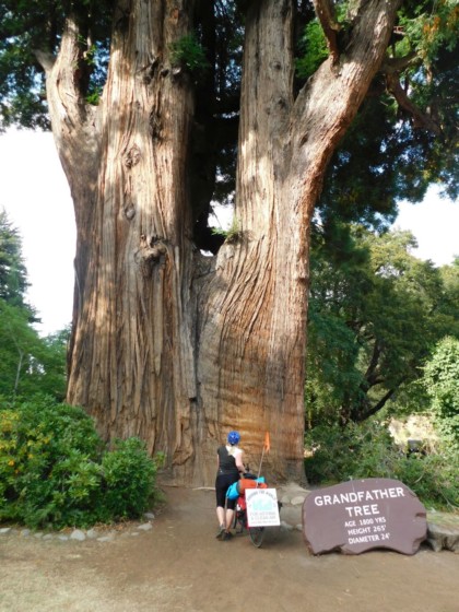 Giant Redwood tree